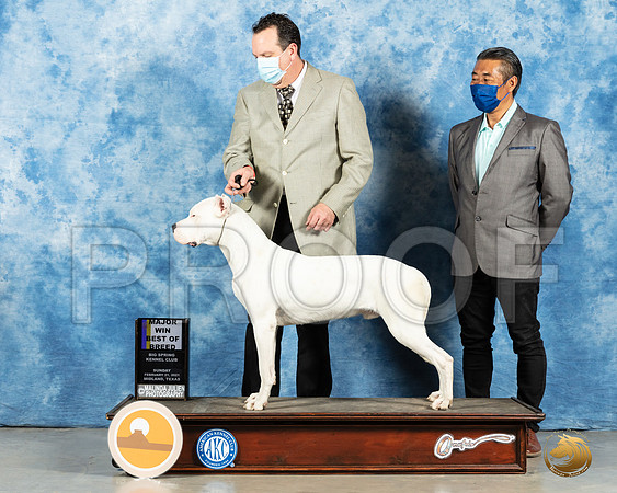 Dogo Argentino #5 Sun BOB Judge Charles Olvis_MMJ_1898_Mdlnd21_HR3