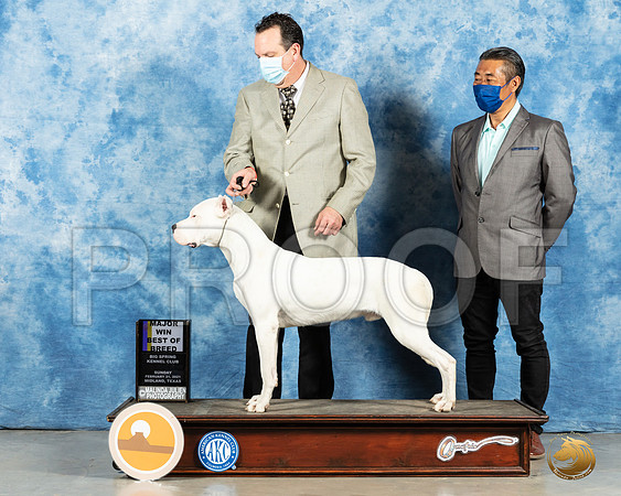 Dogo Argentino #5 Sun BOB Judge Charles Olvis_MMJ_1899_Mdlnd21_HR3