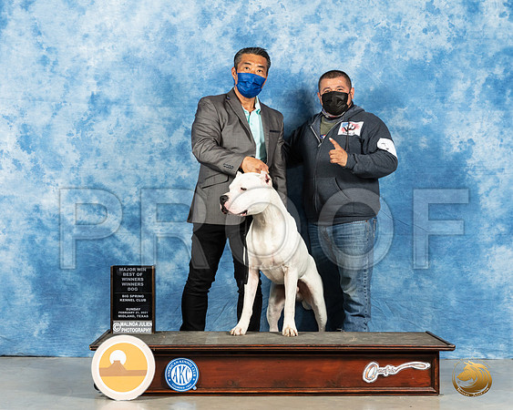 Dogo Argentino #7 Sun WB Judge Charles Olvis_MMJ_1867_Mdlnd21_HR3