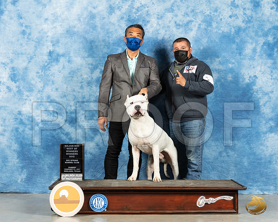 Dogo Argentino #7 Sun WB Judge Charles Olvis_MMJ_1868_Mdlnd21_HR3