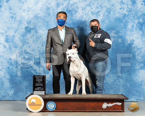 Dogo Argentino #7 Sun WB Judge Charles Olvis_MMJ_1870_Mdlnd21_HR3