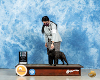 French Bulldog #49 Sun BOB Judge Carolyn Herbel