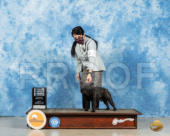 French Bulldog #49 Sun BOB Judge Carolyn Herbel_MMJ_2092_Mdlnd21_HR3