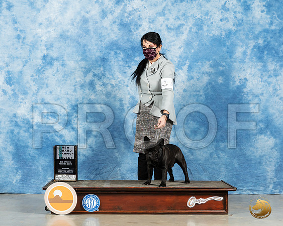 French Bulldog #49 Sun BOB Judge Carolyn Herbel_MMJ_2093_Mdlnd21_HR3