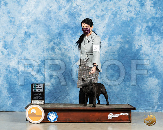 French Bulldog #49 Sun BOB Judge Carolyn Herbel_MMJ_2095_Mdlnd21_HR3