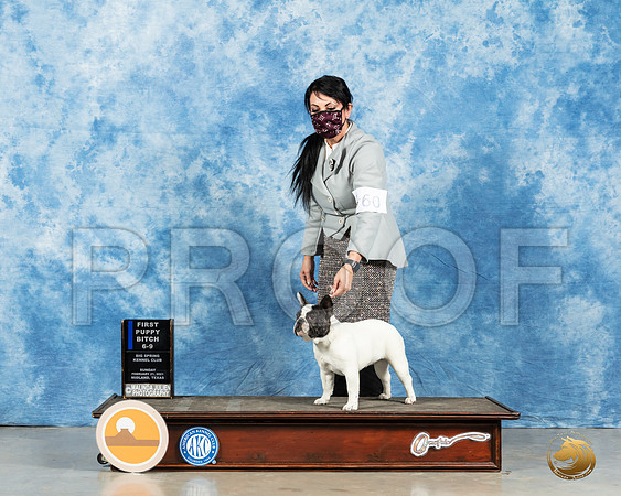 French Bulldog #60 6to91st Judge Carolyn Herbel_MMJ_2097_Mdlnd21_HR3