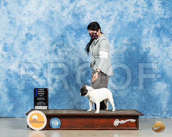 French Bulldog #60 6to91st Judge Carolyn Herbel_MMJ_2098_Mdlnd21_HR3