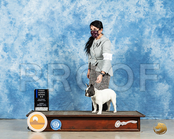 French Bulldog #60 6to91st Judge Carolyn Herbel_MMJ_2099_Mdlnd21_HR3