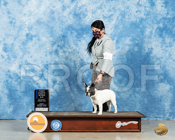 French Bulldog #60 6to91st Judge Carolyn Herbel_MMJ_2100_Mdlnd21_HR3