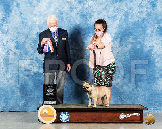 French Bulldog #62 Sun BOS Jude Ted Eubanks_MMJ_2080_Mdlnd21_HR3