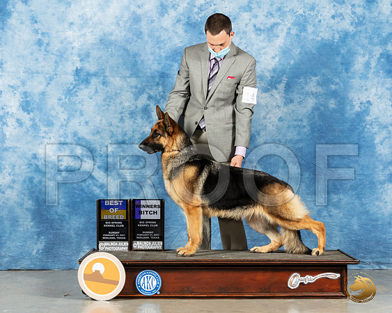 German Shepherd Dog #14 Sun BOB Judge Judith Brown_MMJ_1307_Mdlnd21_HR3