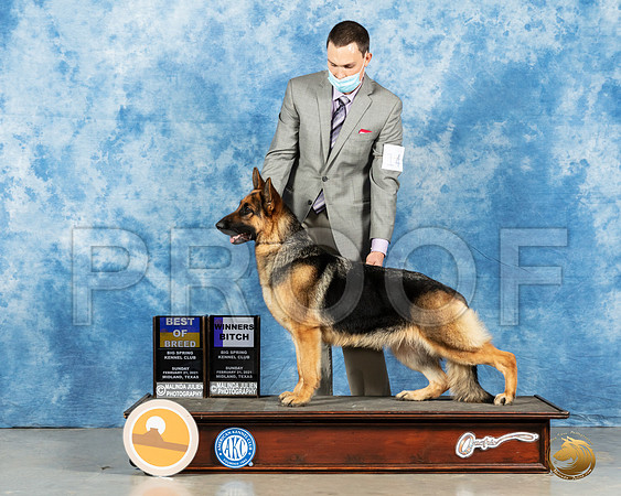 German Shepherd Dog #14 Sun BOB Judge Judith Brown_MMJ_1308_Mdlnd21_HR3
