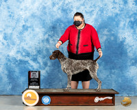 German Shorthaired Pointer #10 Sun BOS Judge ?