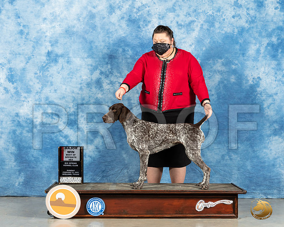 German Shorthaired Pointer #10 Sun BOS Judge ?_MMJ_1918_Mdlnd21_HR3