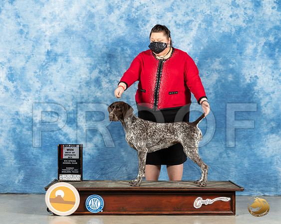 German Shorthaired Pointer #10 Sun BOS Judge ?_MMJ_1919_Mdlnd21_HR3
