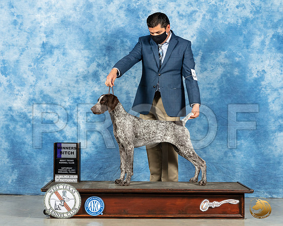 German Shorthaired pointer #34 Sat WB Judge Judith Brown_MMJ_1792_Mdlnd21_HR3