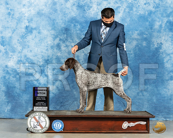 German Shorthaired pointer #34 Sat WB Judge Judith Brown_MMJ_1797_Mdlnd21_HR3