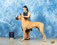 Great Dane #11 Sun BOW Judge Carolyn Herbel