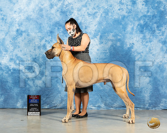 Great Dane #11 Sun BOW Judge Carolyn Herbel_MMJ_2020_Mdlnd21_HR3
