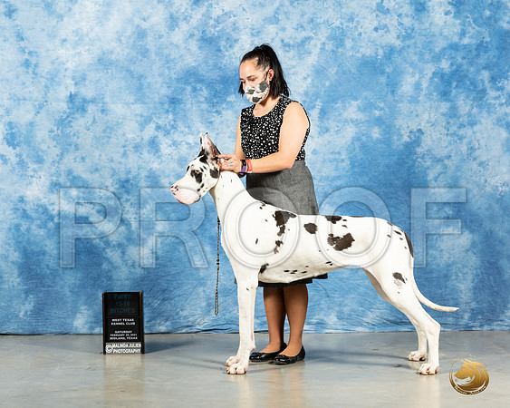 Great Dane #16 SAT 12to181st Judge Carolyn Herbel_MMJ_2042_Mdlnd21_HR3