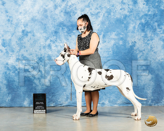 Great Dane #16 SAT 12to181st Judge Carolyn Herbel_MMJ_2043_Mdlnd21_HR3