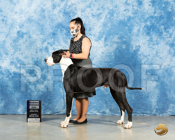 Great Dane #17 Sat RWD Judge Carolyn Herbel_MMJ_2034_Mdlnd21_HR3
