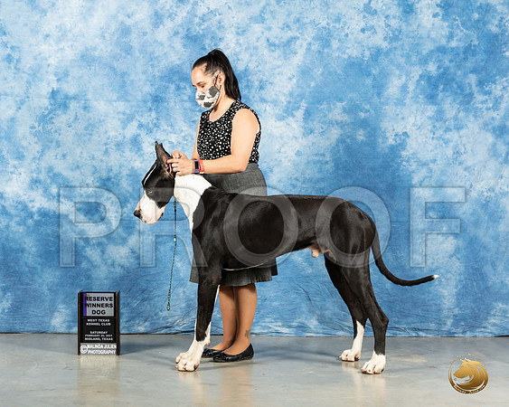 Great Dane #17 Sat RWD Judge Carolyn Herbel_MMJ_2035_Mdlnd21_HR3