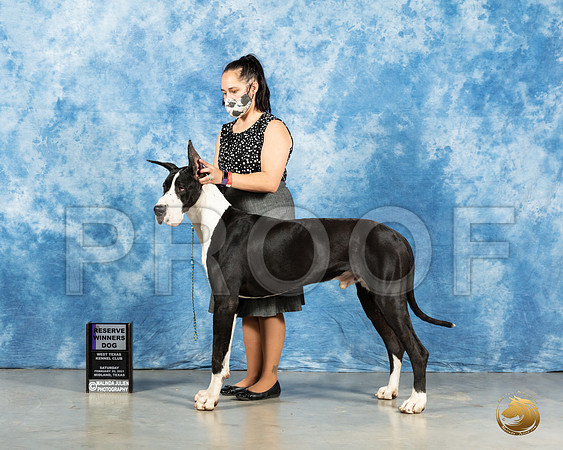 Great Dane #17 Sat RWD Judge Carolyn Herbel_MMJ_2037_Mdlnd21_HR3