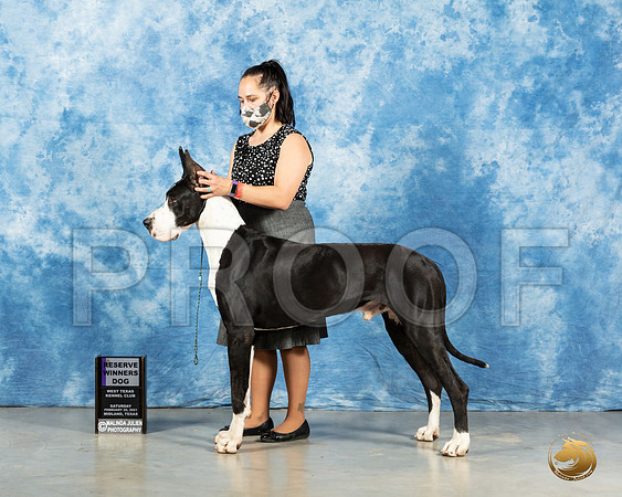 Great Dane #17 Sat RWD Judge Carolyn Herbel_MMJ_2038_Mdlnd21_HR3