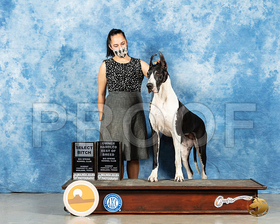 Great Dane #18 Sun SB Judge Charles Olvis_MMJ_2046_Mdlnd21_HR3