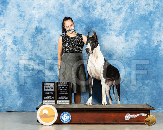 Great Dane #18 Sun SB Judge Charles Olvis_MMJ_2047_Mdlnd21_HR3