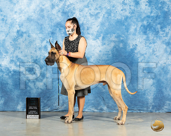 Great Dane #19 SAT 12to181st Judge Carolyn Herbel_MMJ_2029_Mdlnd21_HR3