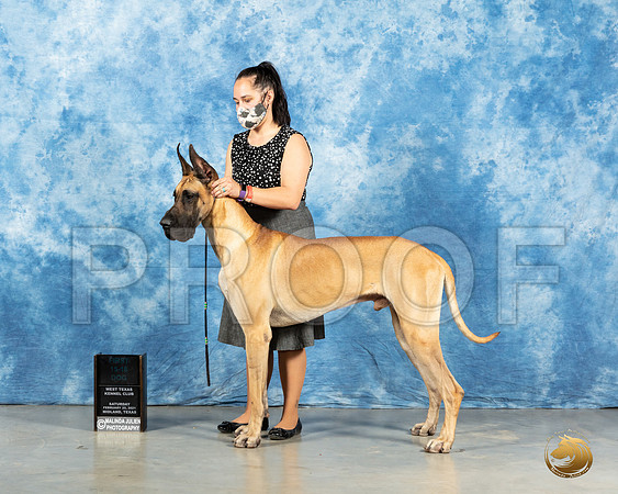 Great Dane #19 SAT 12to181st Judge Carolyn Herbel_MMJ_2030_Mdlnd21_HR3