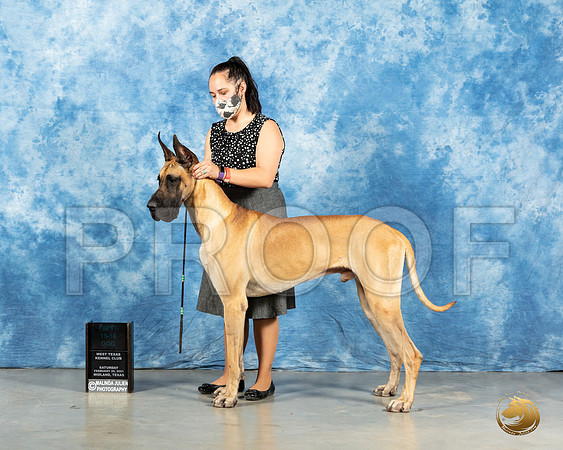 Great Dane #19 SAT 12to181st Judge Carolyn Herbel_MMJ_2031_Mdlnd21_HR3