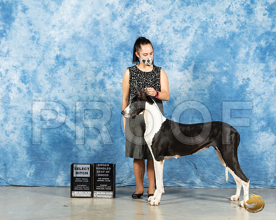 Great Dane #20 Sun 6to91st Judge Charles Olvis_MMJ_2008_Mdlnd21_HR3