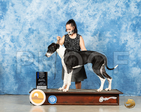 Great Dane #20 Sun 6to91st Judge Charles Olvis_MMJ_2014_Mdlnd21_HR3