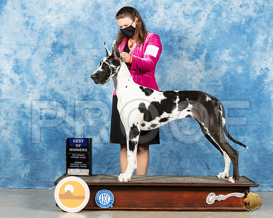 Great Dane #28 Sun BOW Judge Charles Olvis_MMJ_1967_Mdlnd21_HR3