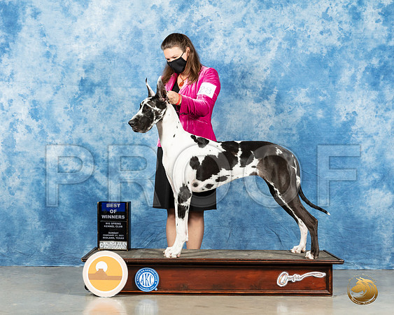 Great Dane #28 Sun BOW Judge Charles Olvis_MMJ_1968_Mdlnd21_HR3