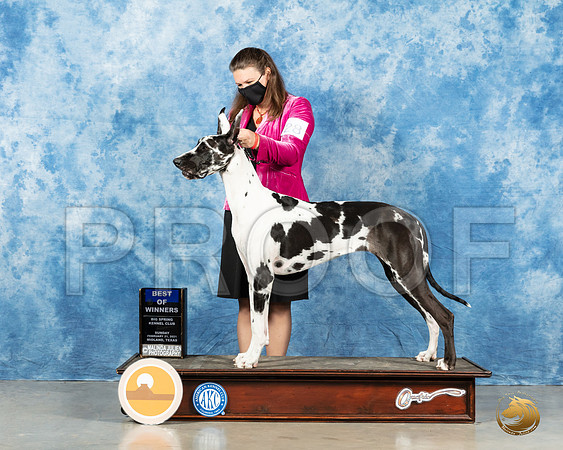 Great Dane #28 Sun BOW Judge Charles Olvis_MMJ_1969_Mdlnd21_HR3