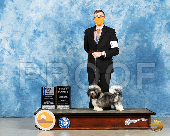 Havanese #19 Sun WD Judge Elizabeth Muthard_MMJ_1092_Mdlnd21_HR3