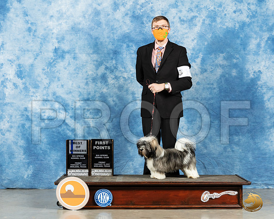 Havanese #19 Sun WD Judge Elizabeth Muthard_MMJ_1094_Mdlnd21_HR3