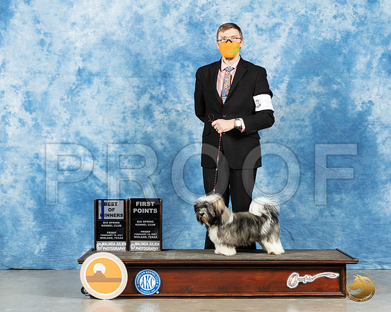 Havanese #19 Sun WD Judge Elizabeth Muthard_MMJ_1095_Mdlnd21_HR3