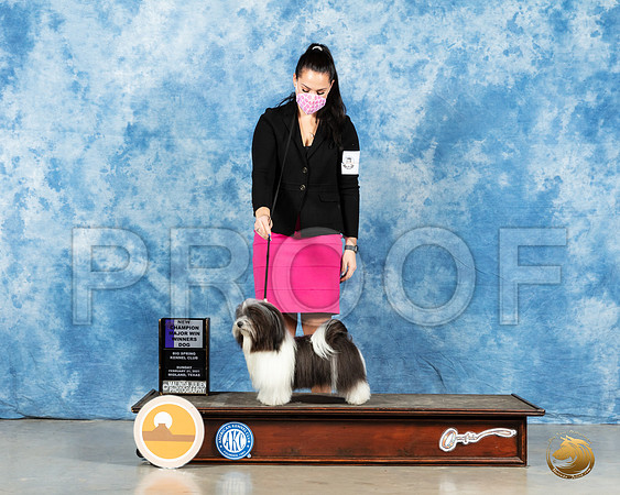 Havanese #8 Sun WB Judge John Booth_MMJ_2027_Mdlnd21_HR3