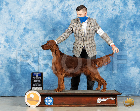 Irish Setter #19 Sun BOW Judge Carolyn Herbel_MMJ_1282_Mdlnd21_HR3