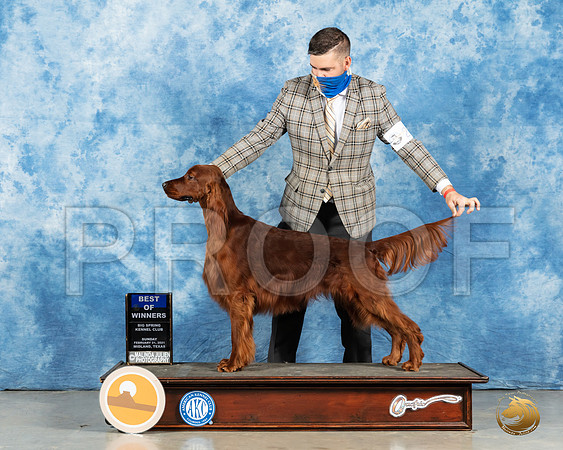 Irish Setter #19 Sun BOW Judge Carolyn Herbel_MMJ_1285_Mdlnd21_HR3