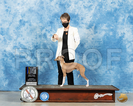 Italian Greyhound #15 Sun BOB Judge John Booth_MMJ_1821_Mdlnd21_HR3