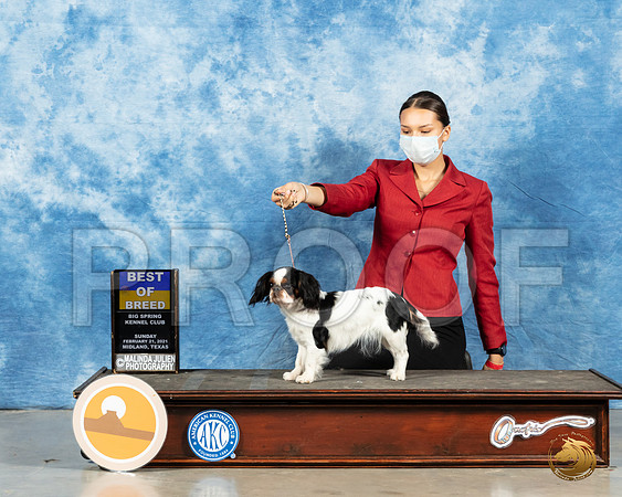Japanese Chin #8 Sun BOB Judge Dr Steve Keating_MMJ_1288_Mdlnd21_HR3