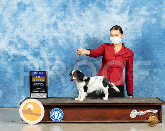 Japanese Chin #8 Sun BOB Judge Dr Steve Keating_MMJ_1293_Mdlnd21_HR3