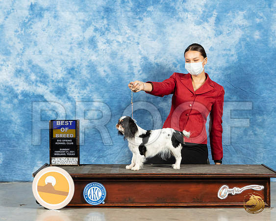 Japanese Chin #8 Sun BOB Judge Dr Steve Keating_MMJ_1294_Mdlnd21_HR3