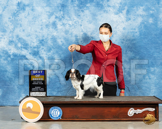 Japanese Chin #8 Sun BOB Judge Dr Steve Keating_MMJ_1295_Mdlnd21_HR3